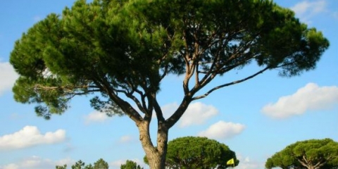 Srebrni bor (italijanski): opis, kućna njega